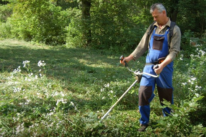 Milliókba kerülhet a kaszálatlan parlagfű