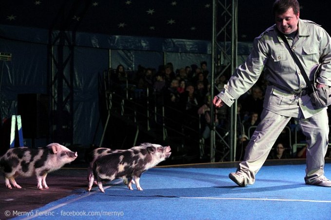 A kerületben járt az Exit cirkusz