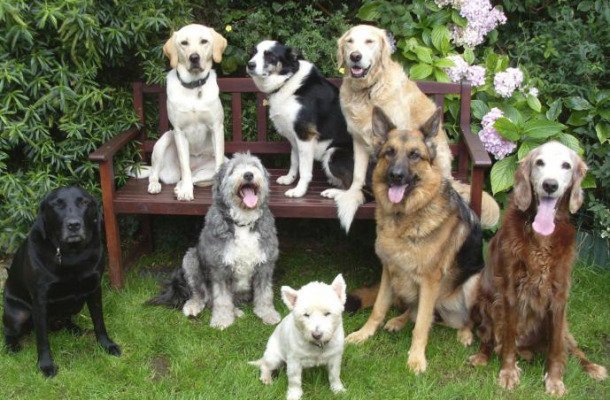 Kutyáik regisztrációjára kérik az állattartókat