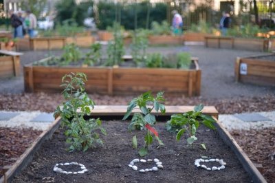 Közösségi kert épült Kelenföldön