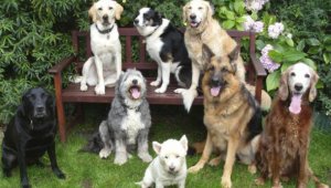 Kutyáik regisztrációjára kérik az állattartókat