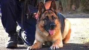 Kutyavásárt hirdet a rendőrség